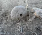 A treia săptămână de cercetări la Glina-Bălăceanca (© Facebook / Muzeul Municipiului București)