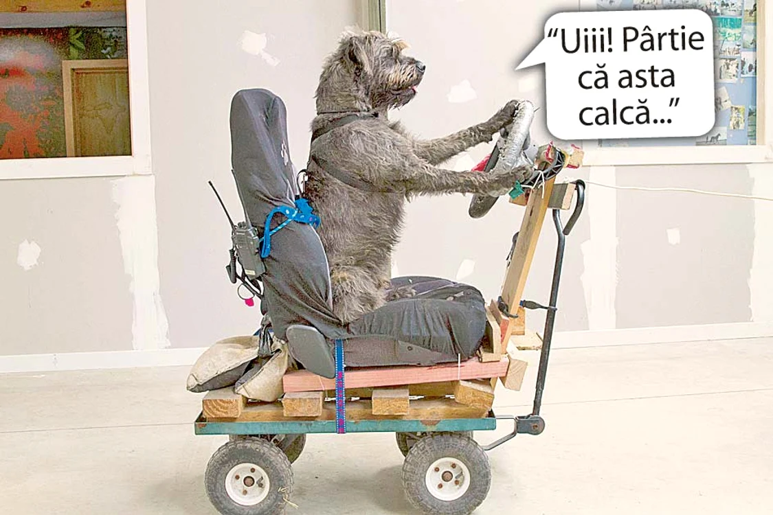 Școala  de şoferi  pentru căţei!
