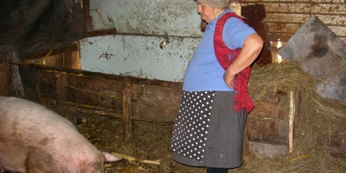 Bistriţenii vând şi porcii de Crăciun pe internet 