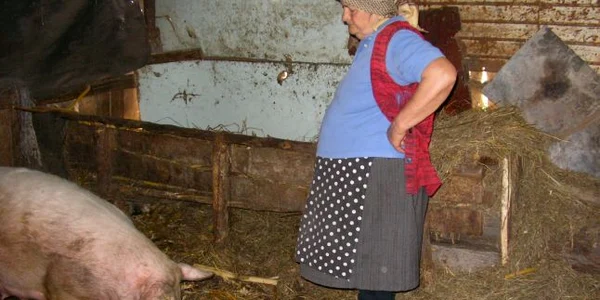Bistriţenii vând şi porcii de Crăciun pe internet 