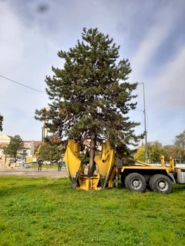 Copacul este scos cu rădăcini şi replantat în noul loc.