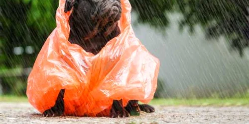 Ploaie caine FOTO Shutterstock