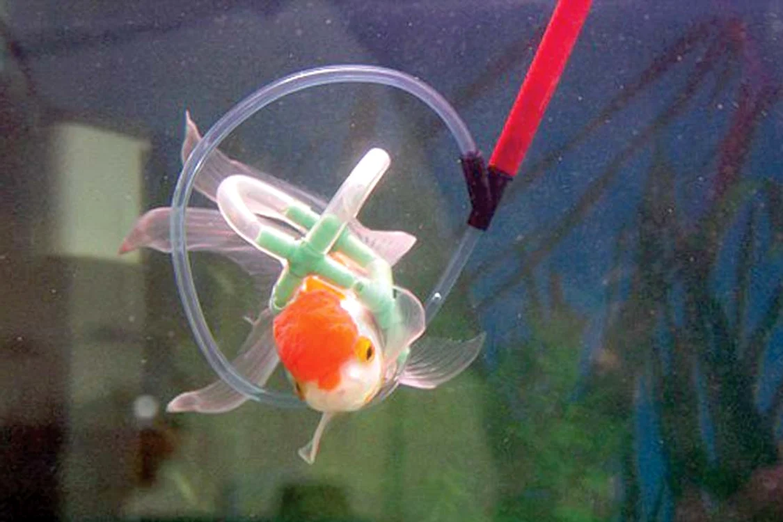 Dacă vrea, Einstein poate înota acum şi cu viteză. Colacul îl ajută