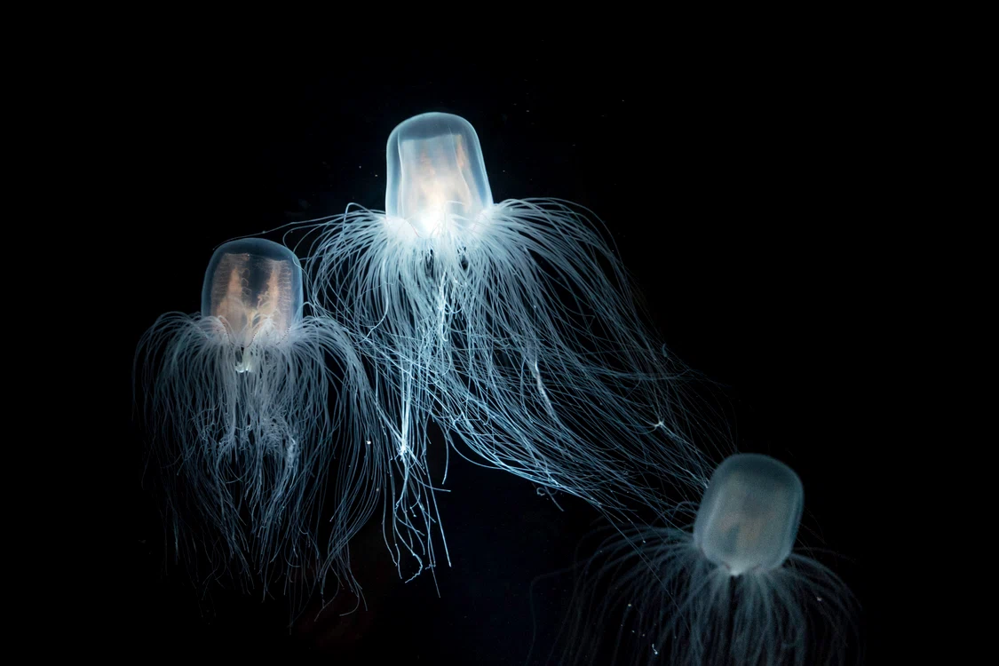 Meduzele au invadat Marea Neagră / foto: Shutterstock