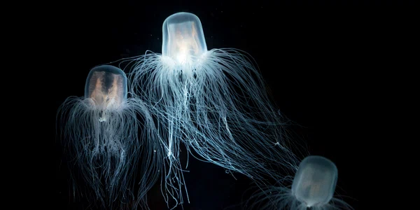 3 meduza shutterstock 1137584843 jpg jpeg