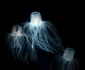 3 meduza shutterstock 1137584843 jpg jpeg