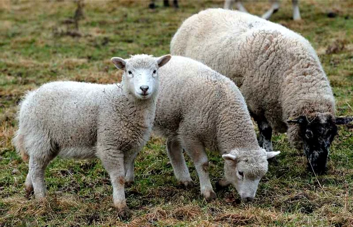 Oile pot fi modificate genetic astfel incat sa produca substante necesare in tratamentul diverselor boli. (Foto arhivă)