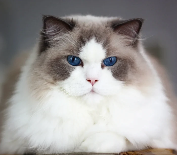 SEIERØ`S HIGH VOLTAGE webp