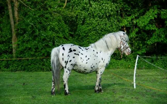 cele mai frumoase rase de cai calul dalmatian