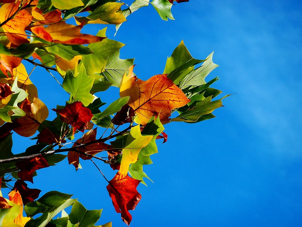 În noiembrie, temperaturile sunt mai ridicate decât e normal / FOTO: Pixabay