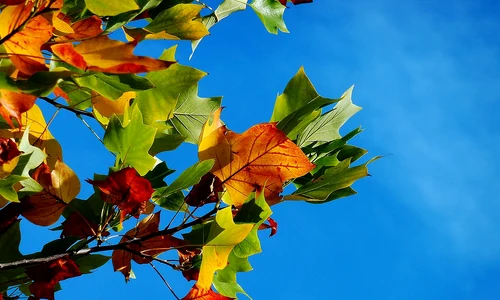 autumn 974882 1280 jpg