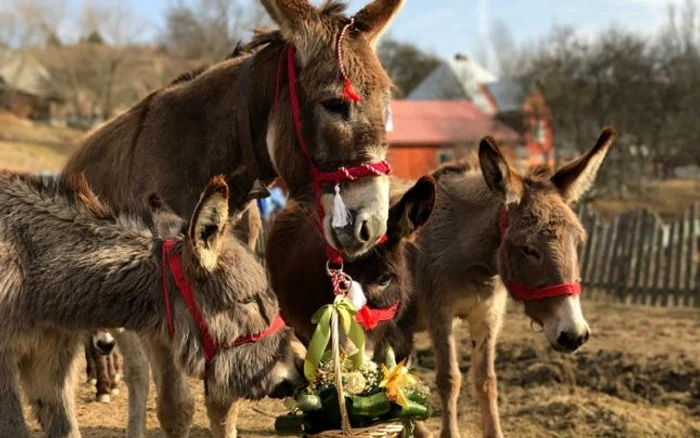 Ferma de măgăriţe a devenit şi o atracţie pentru vizitatori