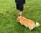 Sarah Ferguson și cățeii Corgi de Crăciun