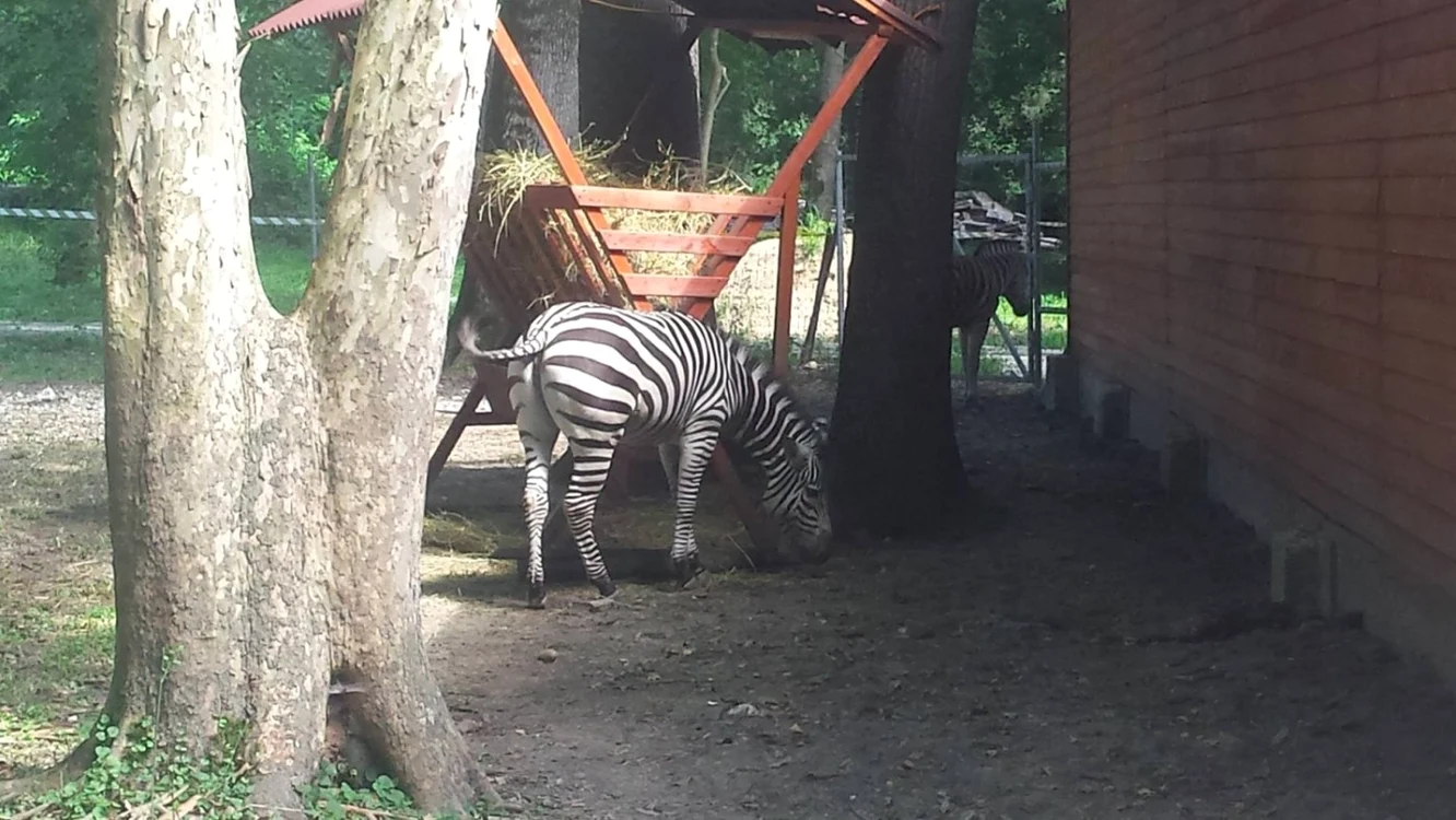 Zebrele de la Timişoara FOTO Ştefan Both