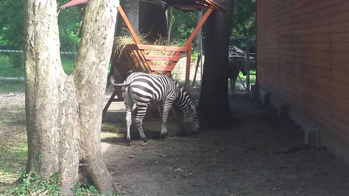 Zebrele de la Timişoara FOTO Ştefan Both