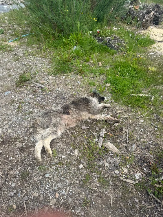 Animalul abia mai respira. FOTO Jandarmeria Română