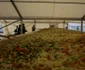 salata uriasa