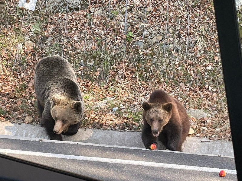 Zeci de persoane sunt amendate săptămânal pentru hrănirea urșilor. Câte animale ar urma să fie împușcate în acest an