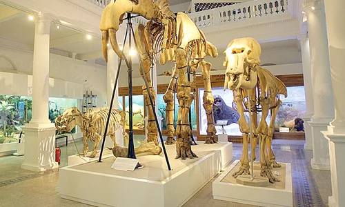 antipa dinozauri jpeg