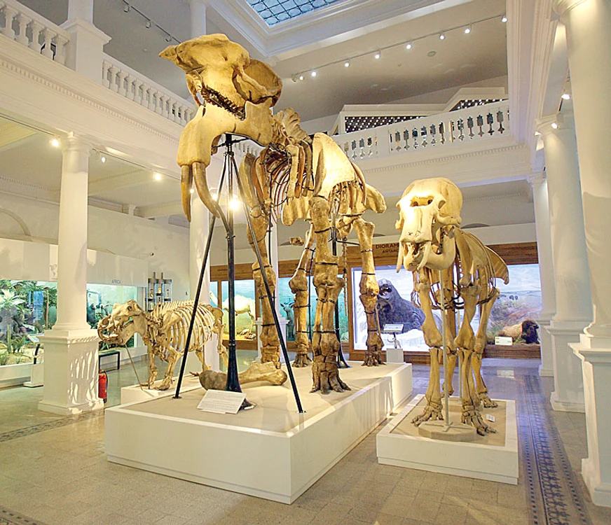 
    Deinotherium gigantissimum a fost cel mai mare „dinozaur” care a trăit pe teritoriul țării noastre  