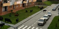 cartier din sibiu invadat de vaci foto Ora de Sibiu
