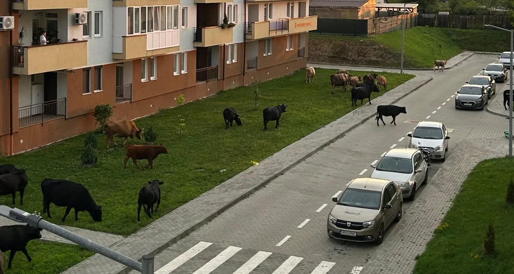Invazie de vaci într-un cartier din Sibiu. Localnicii se plâng că animalele pasc zilnic printre blocuri și lasă mizerie pe trotuare