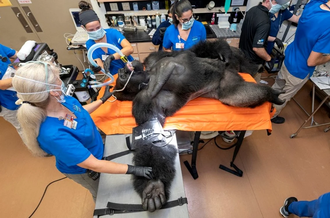 upă ce vor fi completate examinările medicale, „Barney" va fi readus în habitatul său din grădina zoologică din Miami.