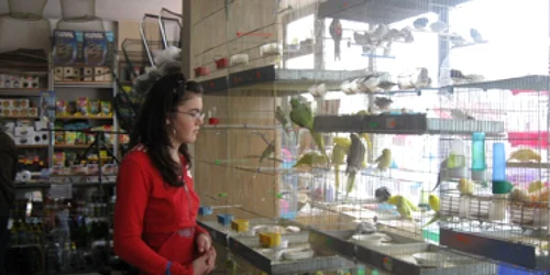 Neamt: Pietrenii alungă singurătatea cu porcuşori de companie