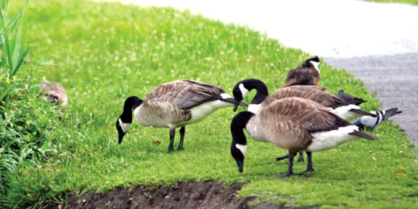 Speciile care provin din  alte habitate dăunează ecosistemelor 