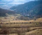 Prima pădure de nuci din România - la Copşa Mică - Sibiu Foto Adevărul - credit Tăşuleasa Social