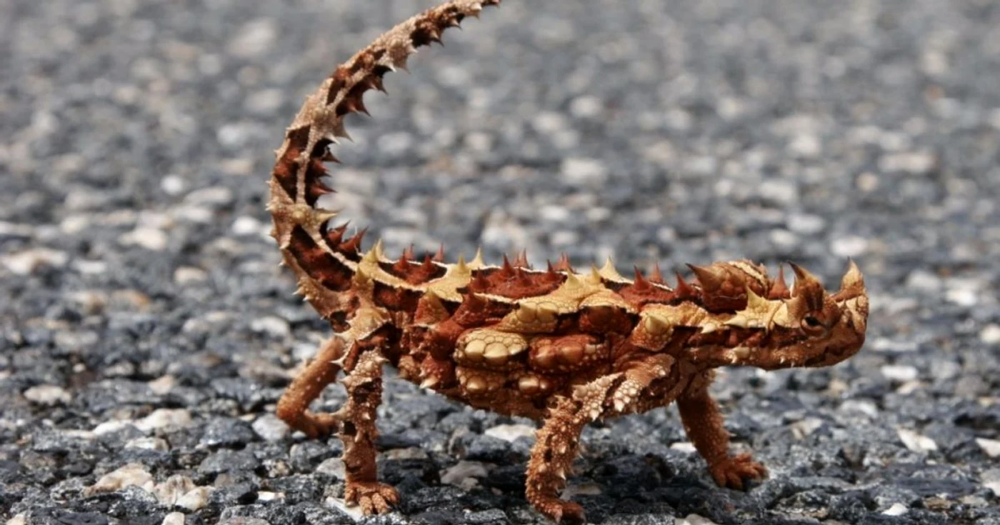 diavolul spinos