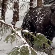 Urs intr o padure din Suceava Foto ionel Morosanu Directia Silvica Suceava (1) jpg