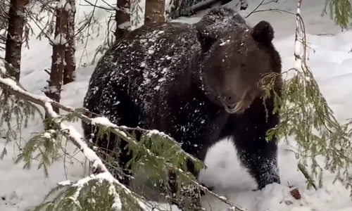 Urs intr o padure din Suceava Foto ionel Morosanu Directia Silvica Suceava (1) jpg