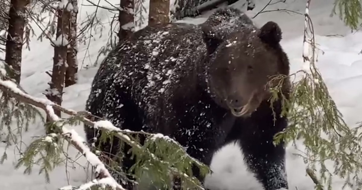 Doi turiști au fost salvați de salvamontiști după întâlnirea cu un urs.