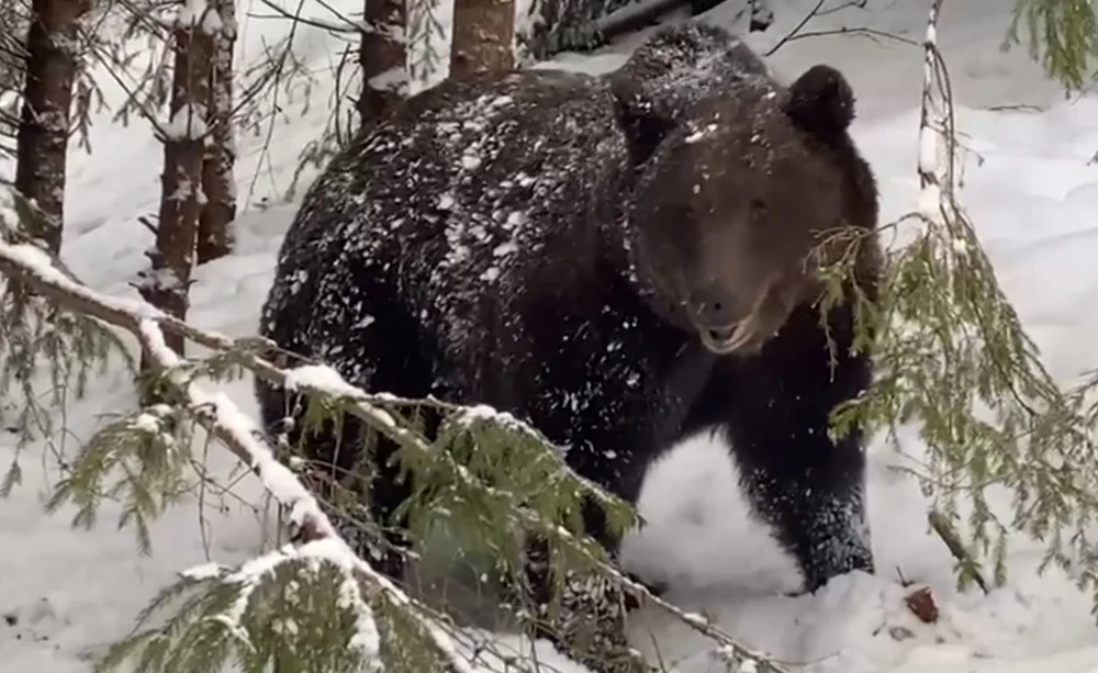 Doi turiști străini au fost salvați de salvamontiștii din Alba, după ce s-au întâlnit cu un urs
