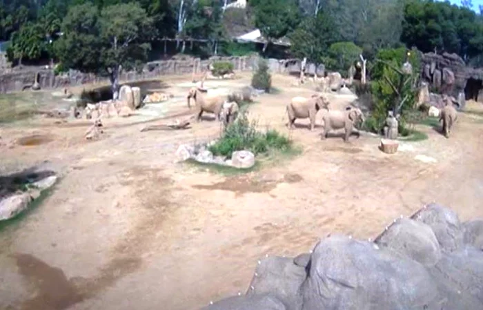 Elefanți la Grădina Zoologică FOTO: Captură video