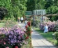 Colecţia de trandafiri de la Grădina Botanică din Galaţi FOTO Florin Matei