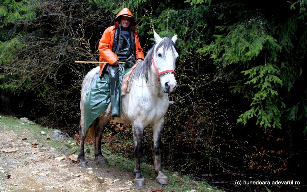 Caii sunt adesea folosiți de localnici pe drumurile rele ale Fundăturii Ponorului. Foto: Daniel Guță