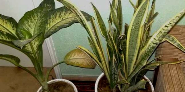 reguli ingrijire plante apartament