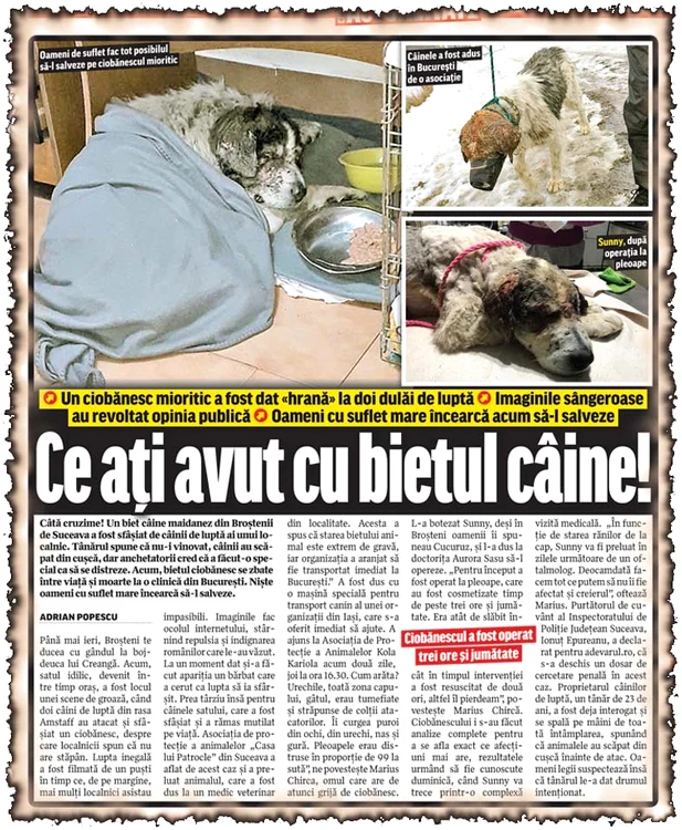 Ciobănescul mioritic salvat din colţii fiarelor duce acum un trai de prinţişor