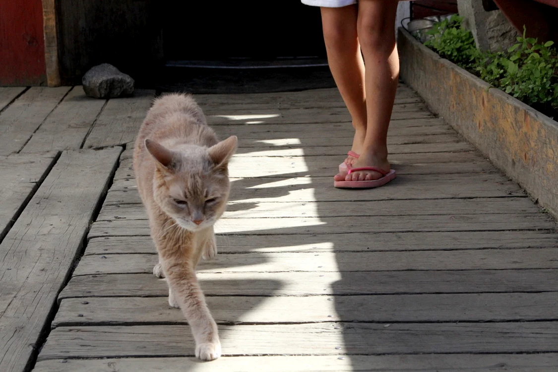 Primarul felin Stubbs