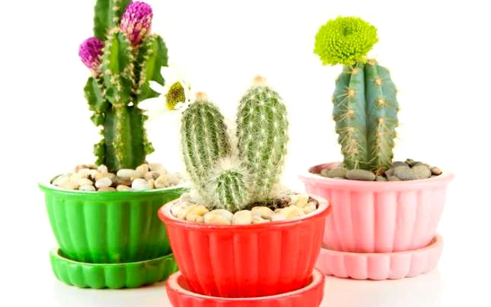 Cele mai rezistente plante de apartament cactus FOTO 123RF