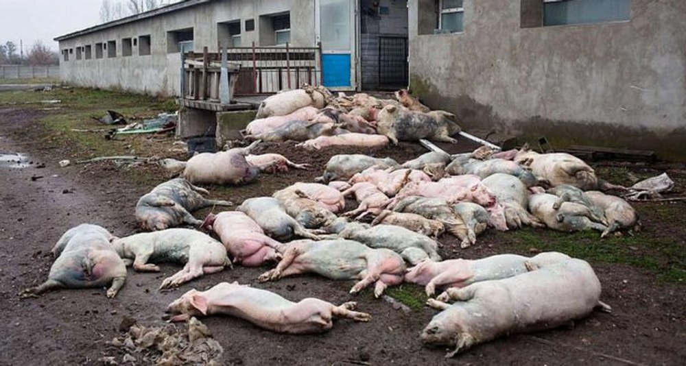 Rușii au ucis 13.000 de porci într-un atac cu dronă asupra unei ferme din Ucraina