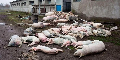 13 000 de porci uciși în Harkov 2 jpg