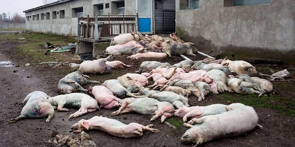13 000 de porci uciși în Harkov 2 jpg