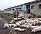 Rușii au ucis 13.000 de porci într-un atac cu dronă FOTO: X