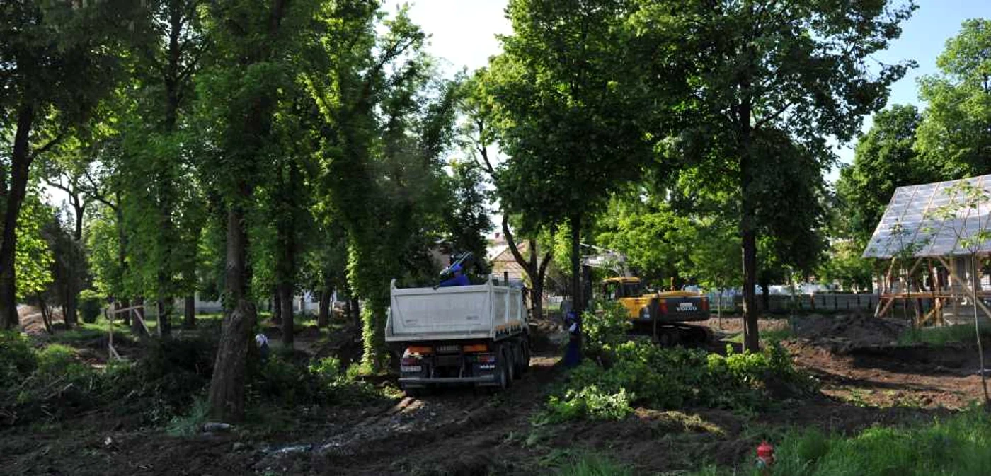 Copaci tăiaţi în parcul Custozza