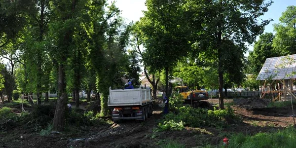 Copaci tăiaţi în parcul Custozza