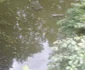Accident straniu într-un sat din Vâlcea - o maşină cu trei pasageri printre care şi un copil a plonjat într-un lac Foto Adevărul
