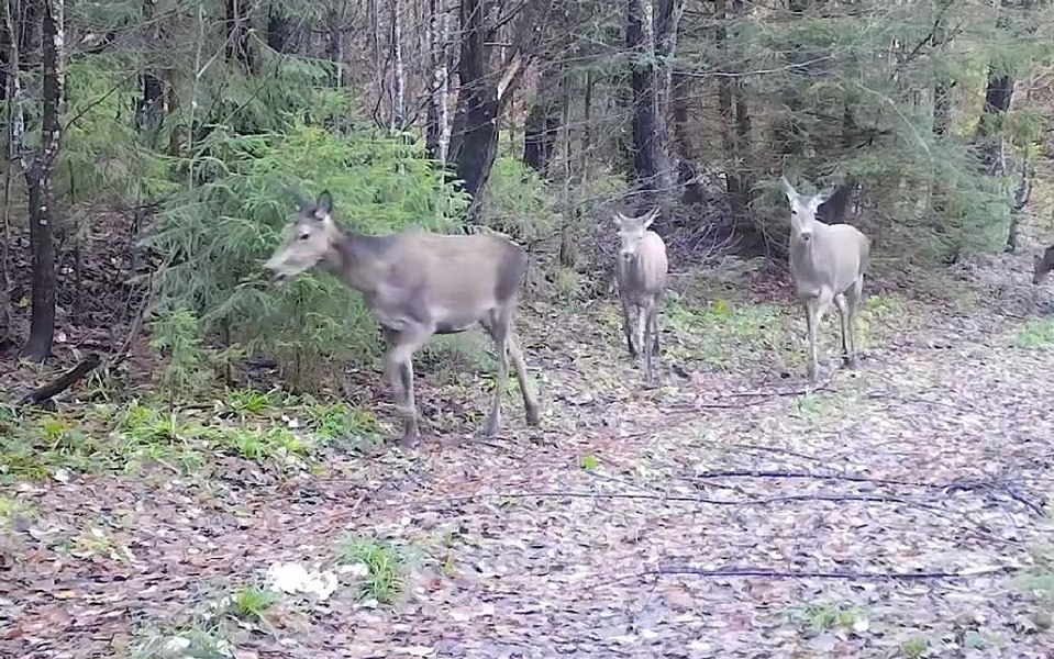 Căprioare și ciute, surprinse pe parcursul celor patru anotimpuri, în Munții Apuseni VIDEO